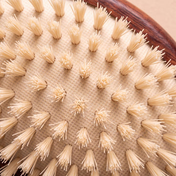Top view of wide-set boar bristle tufts with space between each tuft